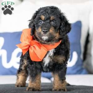 Minnie, Golden Mountain Doodle Puppy
